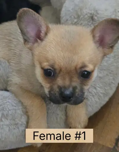 3 LEFT SELLING FAST sweet pups looking for loving homes, View more