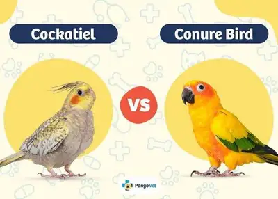 iso cockatiel or conure, View more