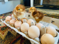 Rhode Island Red chicks and hatching eggs