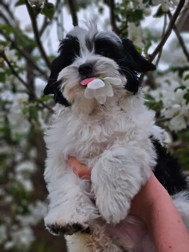 Biewer Yorkie  Terrier Puppies in Dogs & Puppies for Rehoming in Edmonton - Image 4