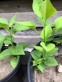 Lilac (established plants) / Lilas (plantes établis)