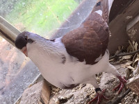 PIGEONS FOR SALE - Pickering 