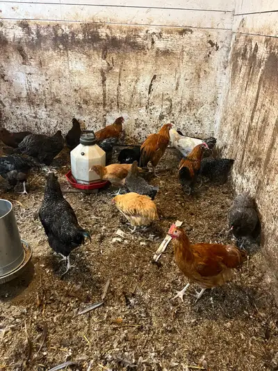 free roosters, View more