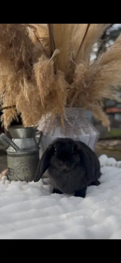 **mini plush lop bunny boy**, View more