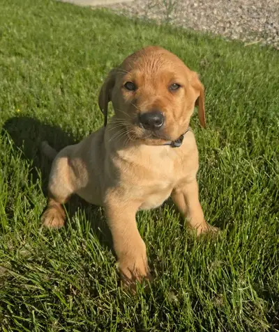 Purebred Registered Golden Lab Puppies, View more
