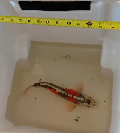Doitsu Kujaku (scaleless) male koi. Raised in a mostly natural pond, feeding mostly on aquatic insec...