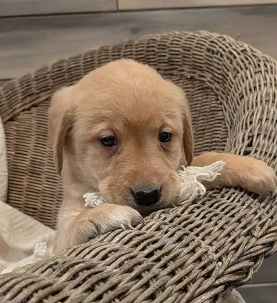 Goldador Puppies, View more