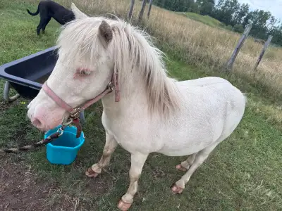 ISO: Miniature horse, donkey, horse, View more