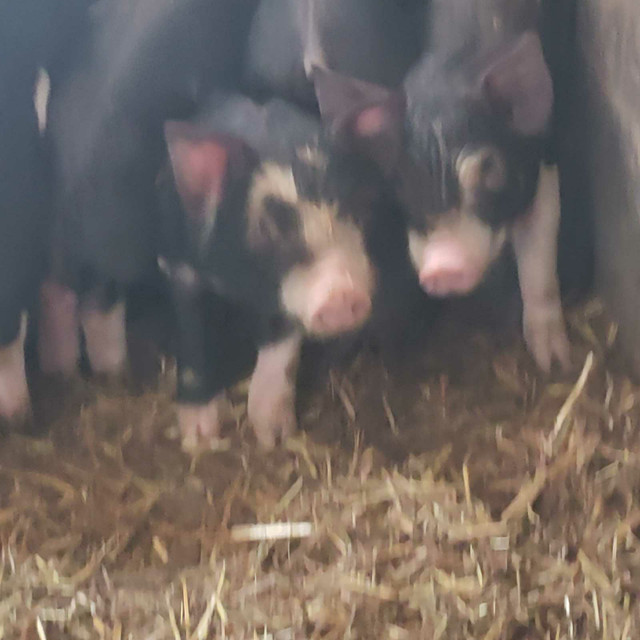 Berkshire piglets in Livestock in Muskoka - Image 2