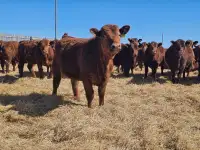 Fancy Red Angus Replacement Heifers