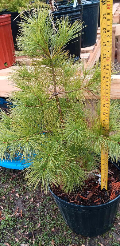 pines, spruce, cedar, firs, oaks for bonzai, hedge, garden in Plants, Fertilizer & Soil in Owen Sound