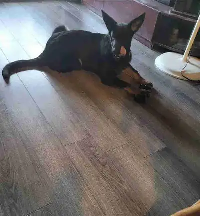 Bonjour! Je vends un adorable chiot berger allemand. C'est un compagnon énergique et affectueux qui...