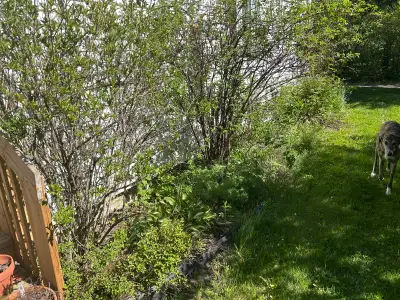 Gardener for maintenance work, View more