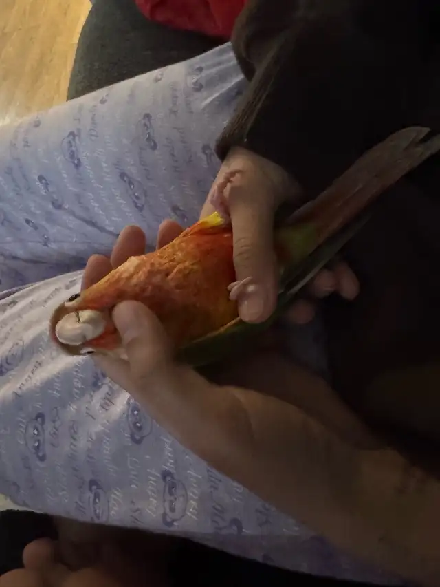 conure b in Birds for Rehoming in Mississauga / Peel Region - Image 11