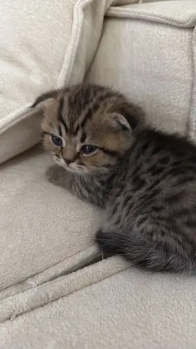 munchkin x Scottish fold  kittens available!!, View more