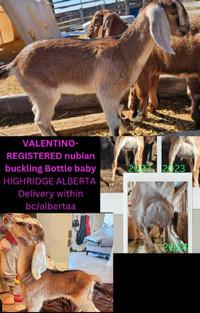 May 20th delivery to Abbotsford, goats/emu for sale