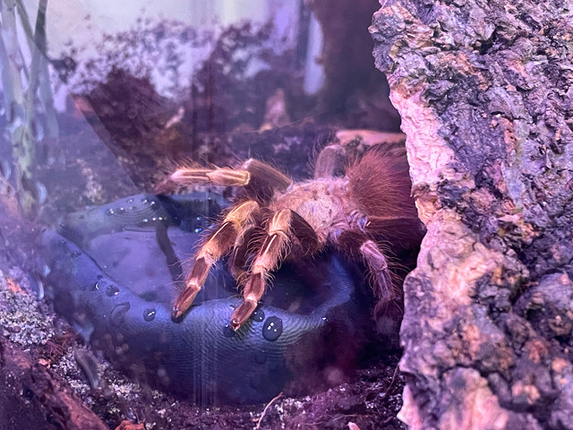 Arachnids for sale - Edmonton (updated!) in Other Pets for Rehoming in Edmonton