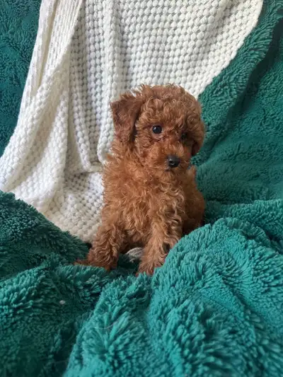 INSTAGRAM : Toypoodles.Pasadenagardens Female ** Hyper allergenic** Red toy poodle puppy available a...