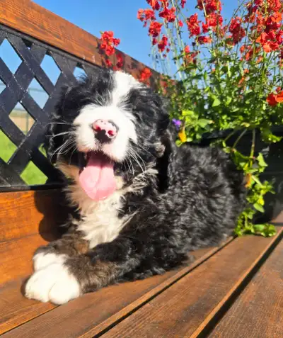bernedoodle puppies, View more