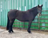 10 year old trained registered Canadian Horse mare available 