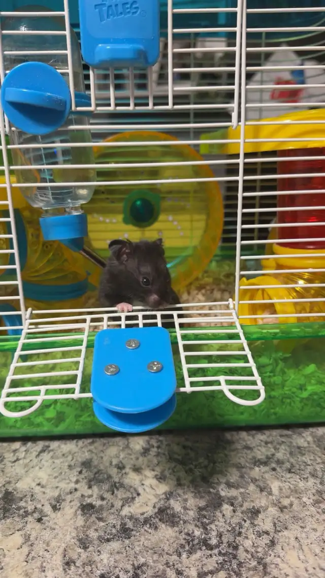 hamster and hamster accessories in Small Animals for Rehoming in Red Deer - Image 3