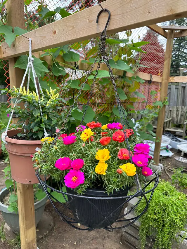 Multiple color Moss Rose  in the large hanging basket- it is ea in Plants, Fertilizer & Soil in Hamilton - Image 8