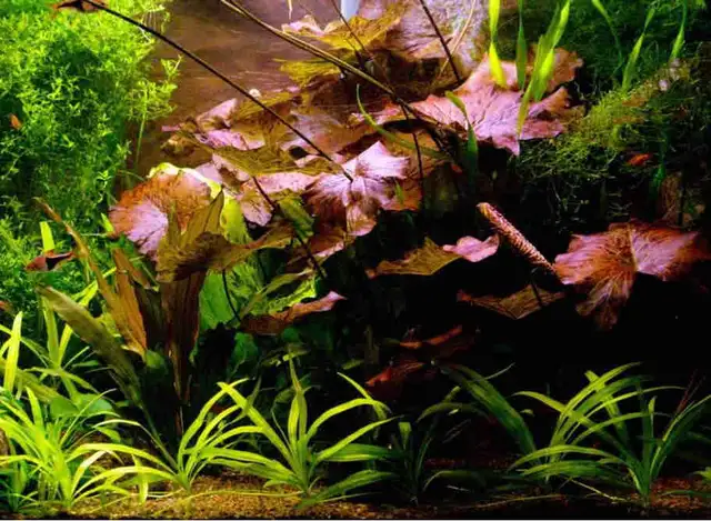 Red Tiger Lotus in Fish for Rehoming in Winnipeg - Image 2