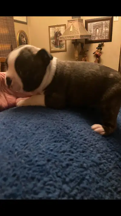 We have very cute different colours light brown , brindle, black and white pure Boston terriers for...