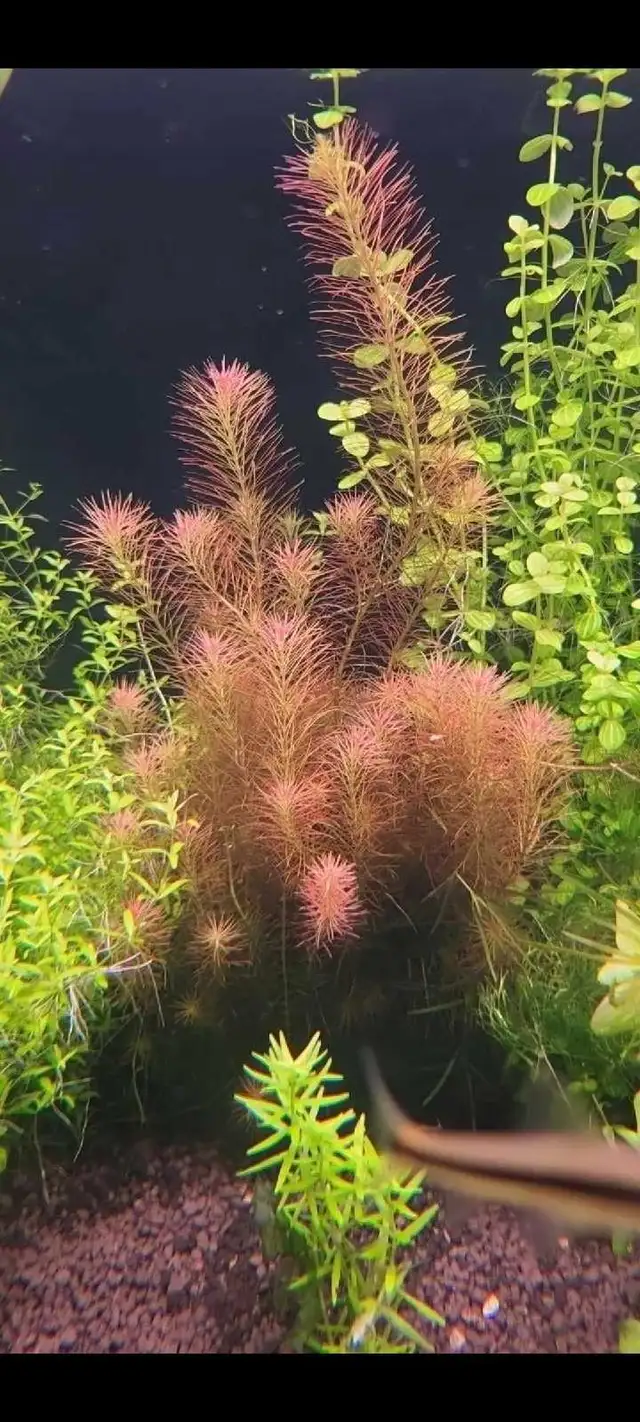 Aquarium Plants! 15 species, amazing deal! | Fish for Rehoming ...