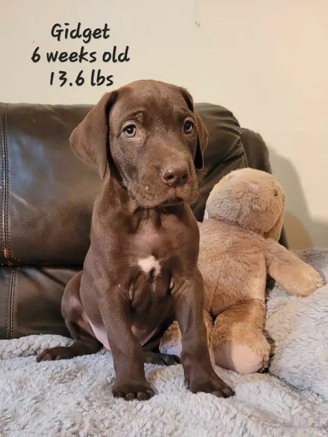 Great dane puppies in Dogs & Puppies for Rehoming in Edmonton - Image 2