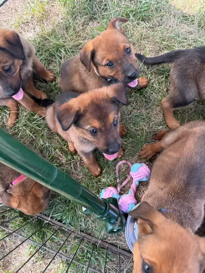 Belgian Malinios X Rottweiler Puppies For Sale, View more
