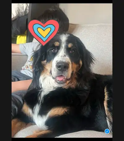 This is Miss.Lou, (Louis Vitton) We are trying to find a forever home for this sweet wonderful girl....