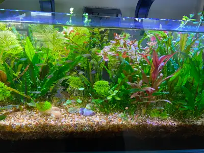 Aquarium plants, View more