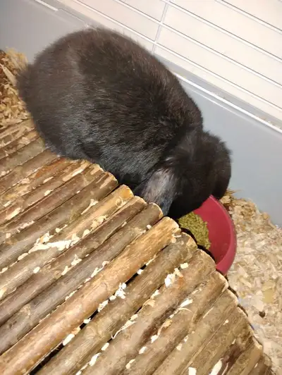 bunny 6mths old, View more