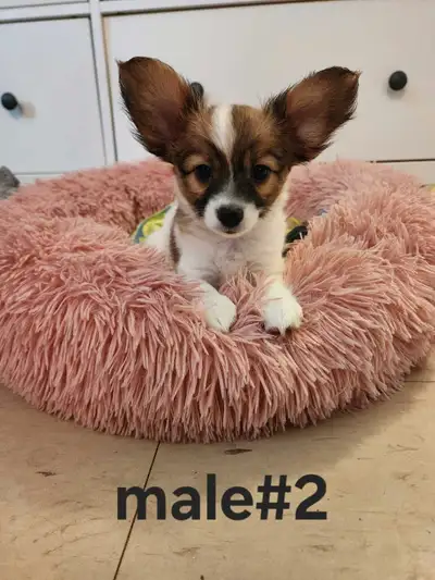 papillon puppies, View more