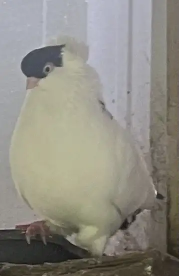 German hens pigeons , View more