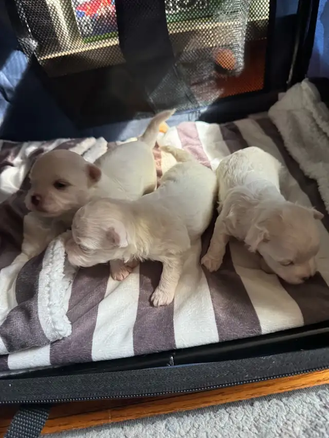 Purebred Maltese Puppies For Sale in Dogs & Puppies for Rehoming in Oshawa / Durham Region - Image 2