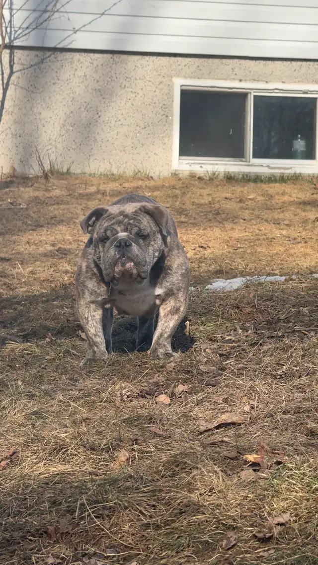 chiot Bulldog bouledogue anglais  , English BULLDOG in Dogs & Puppies for Rehoming in Laval / North Shore - Image 5
