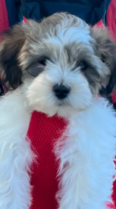 He is a shihtzu and bicon mix 3 months old cute boy. he pee pad and cage trained. He will come with...