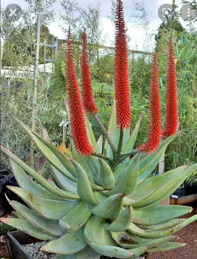 rare aloe, View more