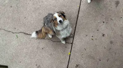 Purebred Male Aussie, View more