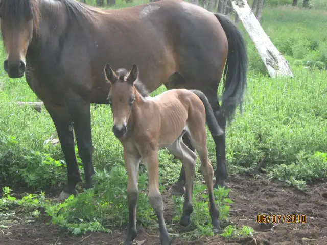 ISO partners65048424612099124