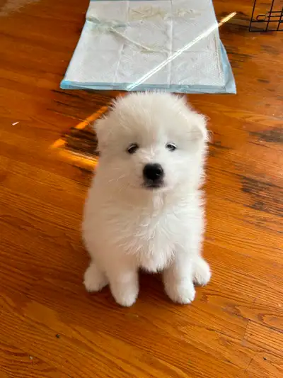 Purebred Samoyed Puppies!!, View more