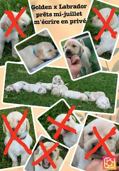 Chiots Golden x Labrador, View more
