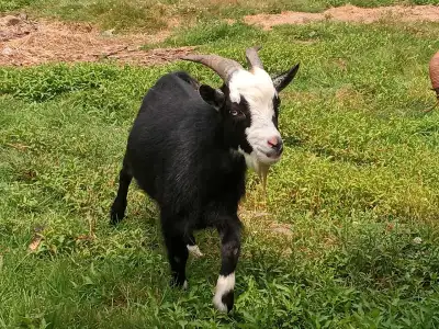 Nigerian Dwarf Goat Herd – Milking Does..., View more