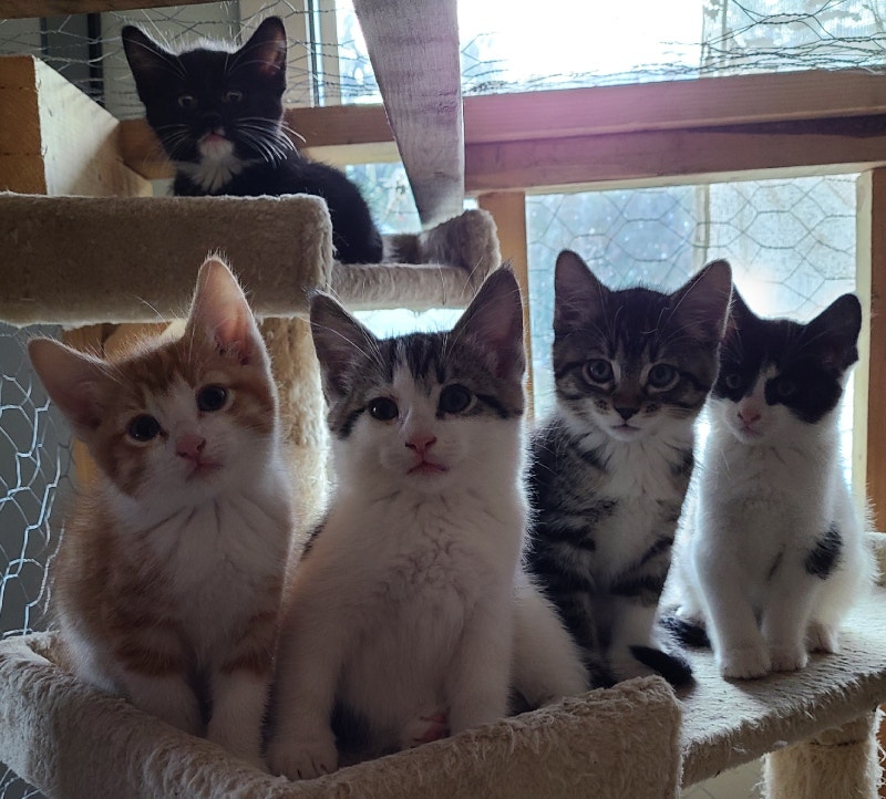 Tabby Kittens Cats & Kittens for Rehoming Kamloops Kijiji