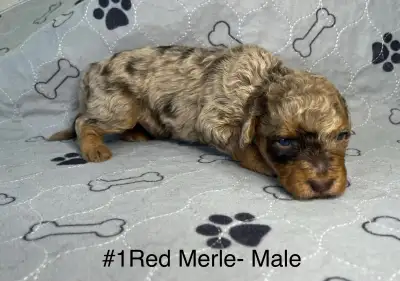 Mini Aussiedoodle Puppies - Delivery Available, View more