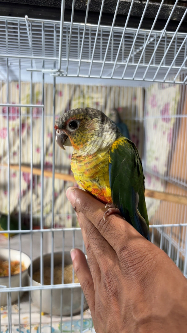 ❤️ Baby Conures For Sale HandFed ❤️ in Birds for Rehoming in London - Image 3