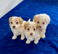 Maltipoo Puppies TOY SIZE