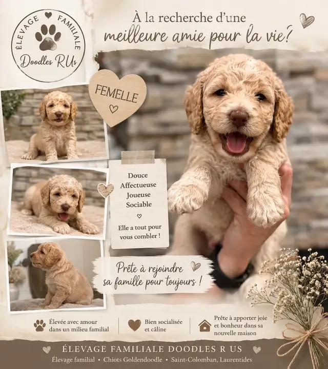 Mini Goldendoodles F2BB Available Before September 5!